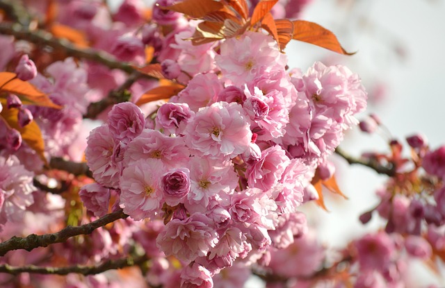 Cherry blossoms blooming in Tokyo